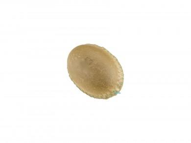 SKINNMARACAS